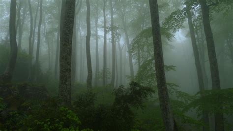 selva de irati verano|Paseos naturalísticos por la Selva de Irati